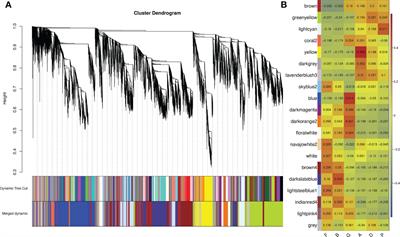 Understanding gene regulation during the development of the sea cucumber Apostichopus japonicus using comparative transcriptomics
